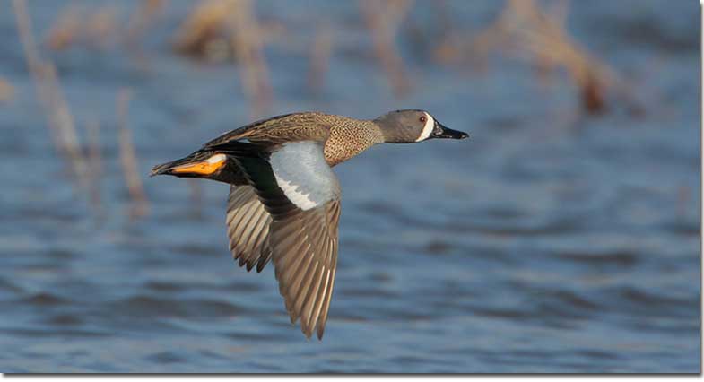 Blue-winged Teal flight from side