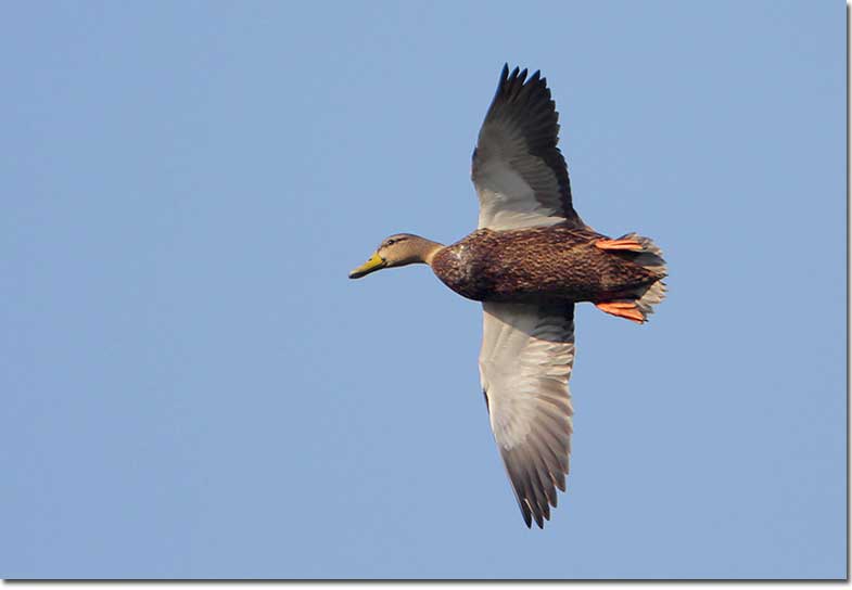 Mottled Duck in flight