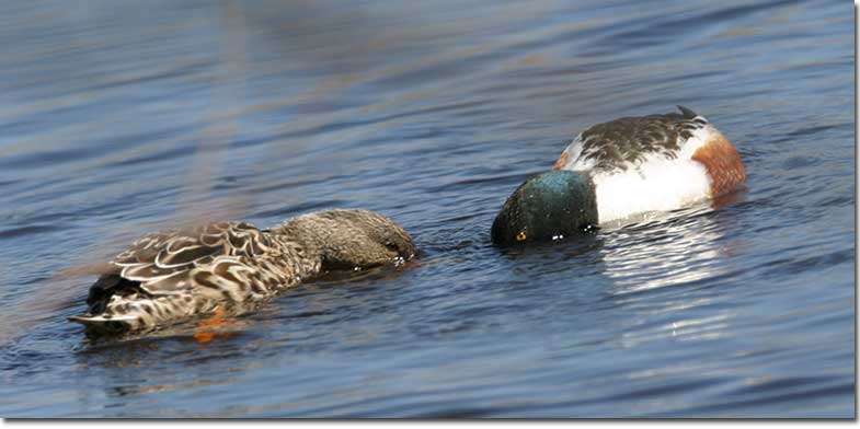 Norther Shoveler male and female