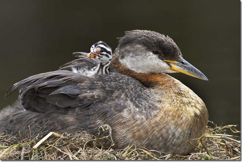 Red-necked Grebe with chick on the back