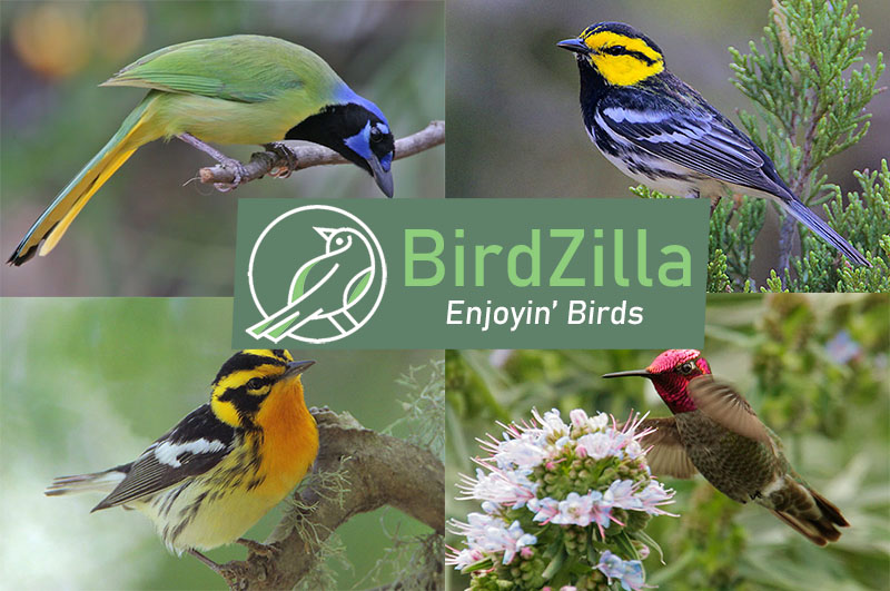 Birdzilla Custom Featured Image