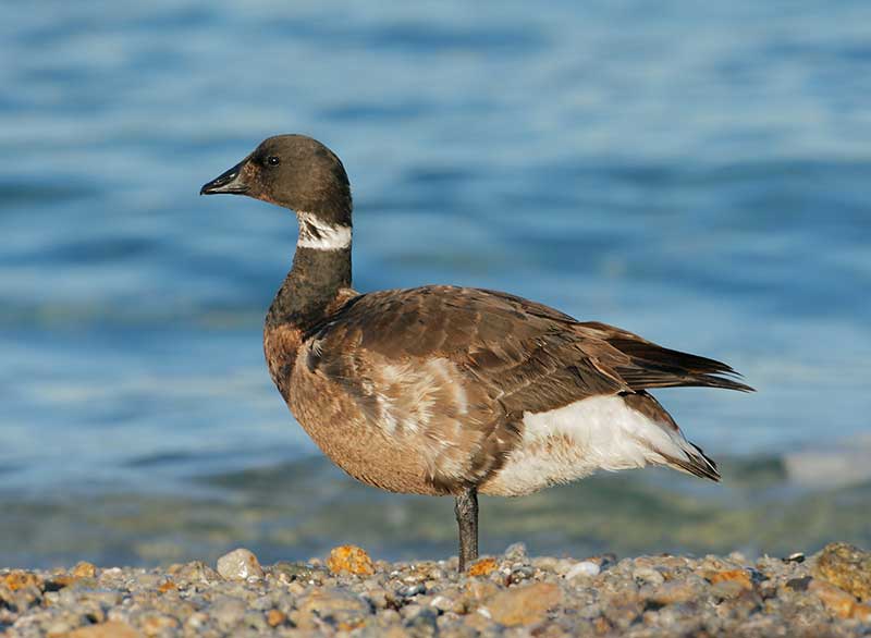 Brant with worn plumage