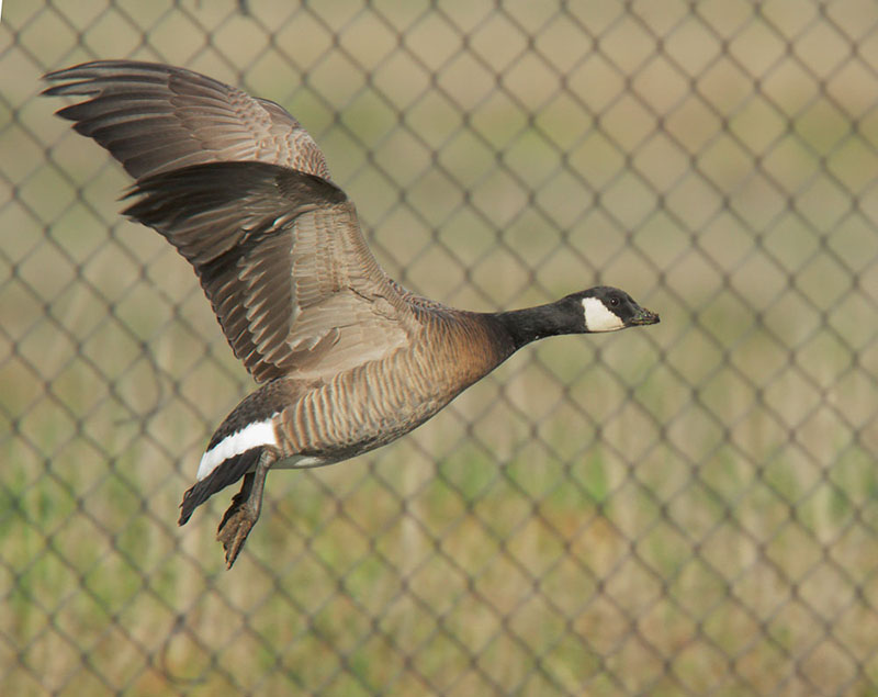 Goose symbolism is often overshadowed by flashier birds