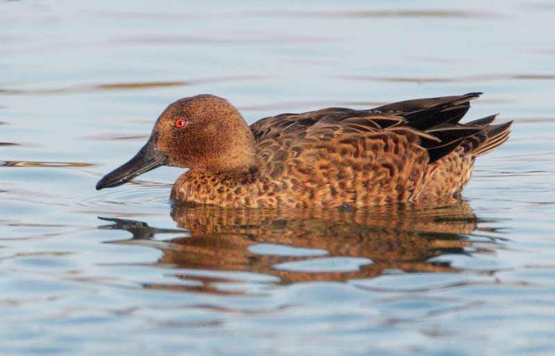 male cinnamon teal in eclipse plumage
