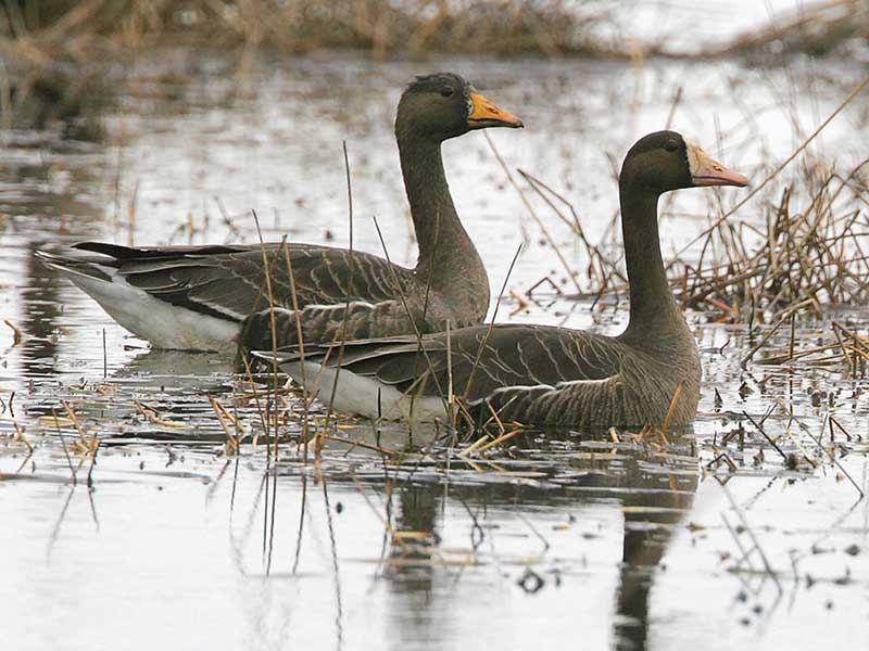 Greater White-fronted Goose from side, in water