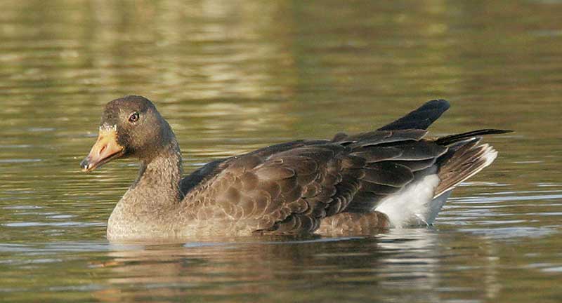 Greater White-fronted Goose - juvenile