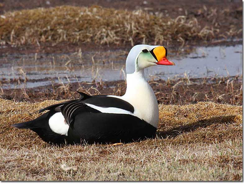 King Eiders are types of ducks found on sea