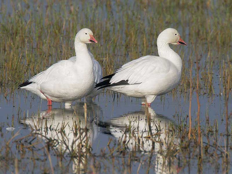 Snow goose from the side