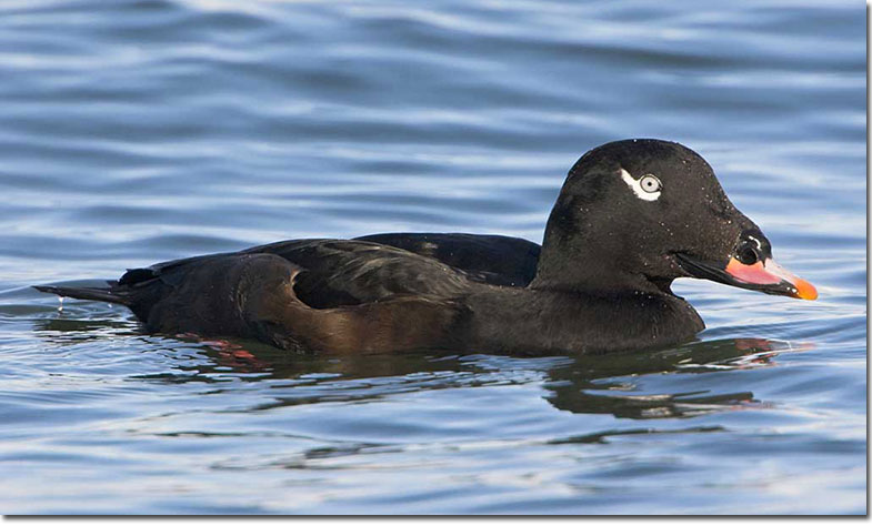 Male White-winged Scoter