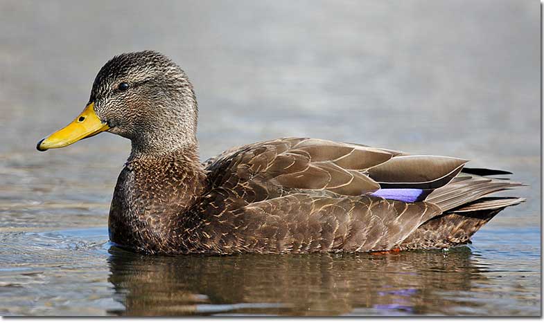 American Black Duck from side