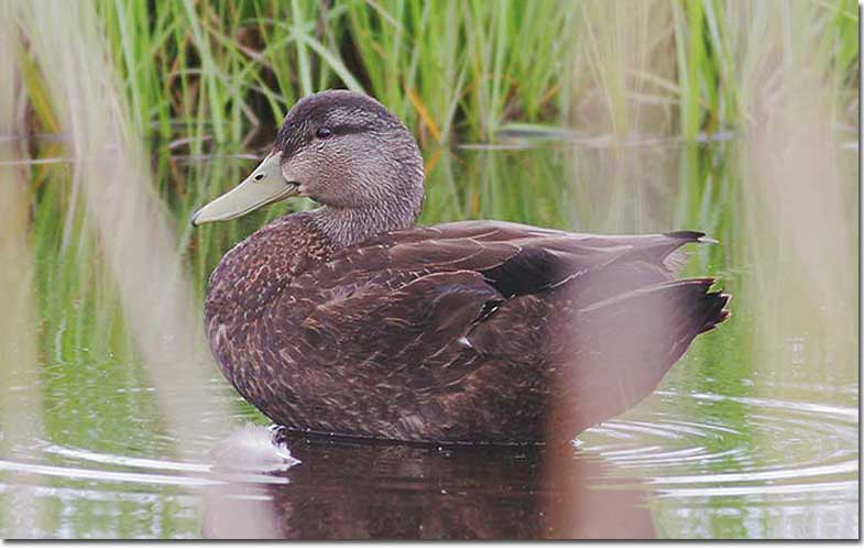 Female American Black Duck from side