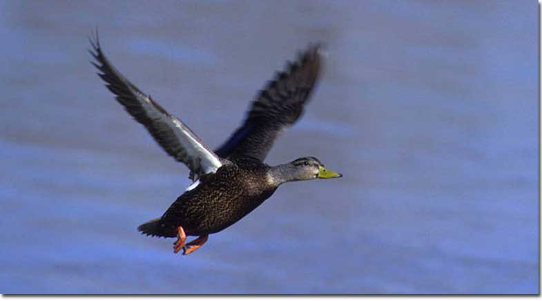 American Black Duck female in flight