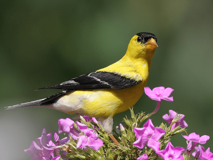 American Goldfinch - Most Common Birds Of New Jersey