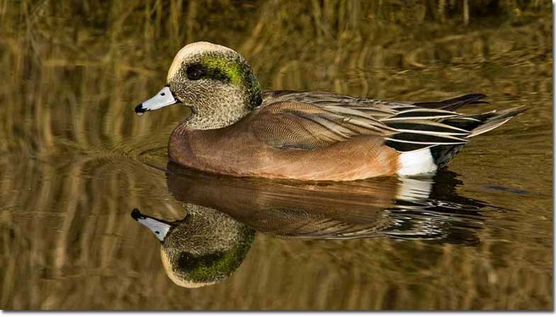 American Wigeon, side view