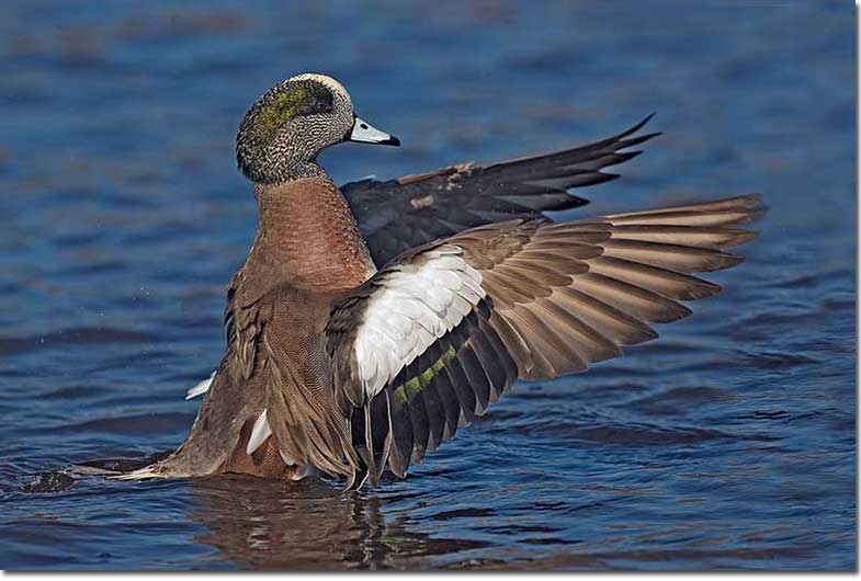 American Wigeon, side view