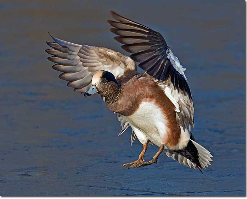 American Wigeon in flight