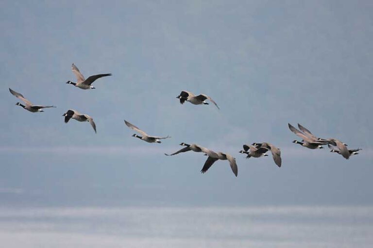 What Is A Group Of Geese Called? Different Terms & When To Use