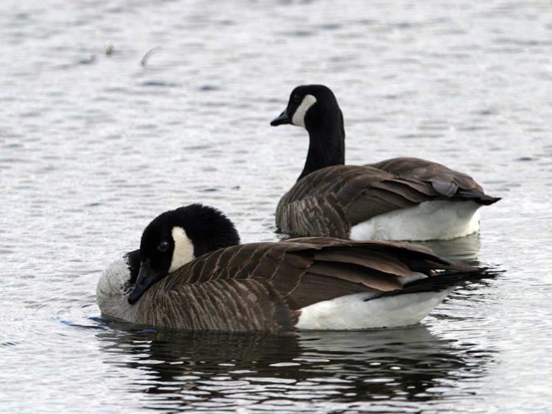 Geese are often seen in bigger groups or pairs