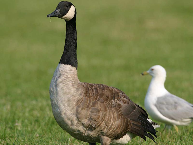 Canada Geese are big birds