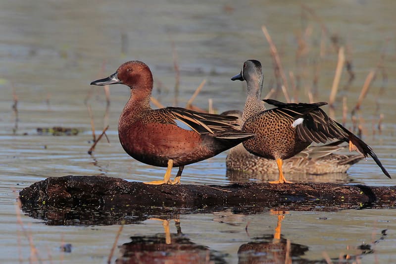 cinnamon and blue-winged teal