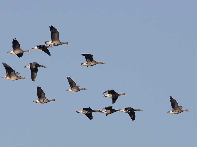 Flock of Greater White-fronted Geese