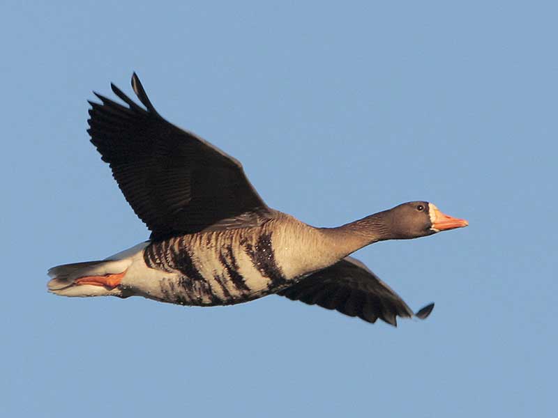 Greater White-fronted Goose in flight