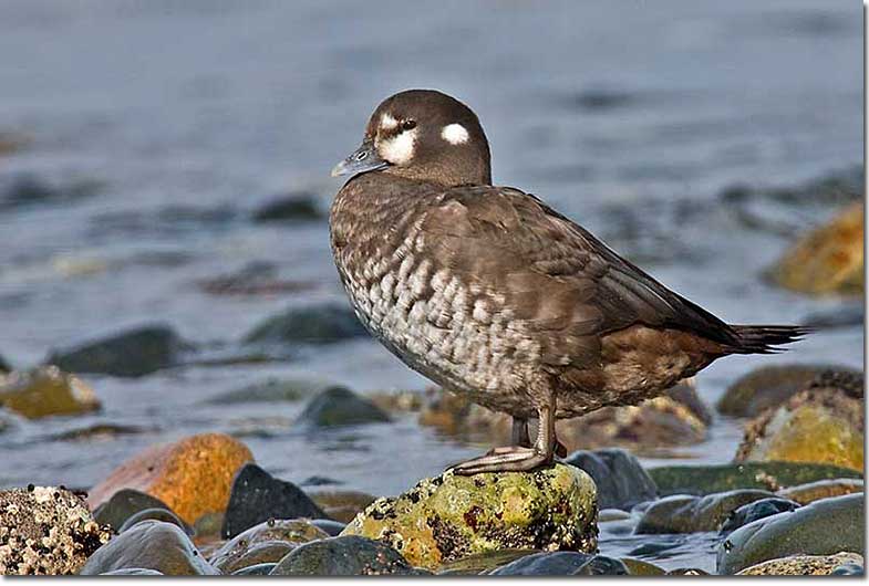 Harlequn Duck female