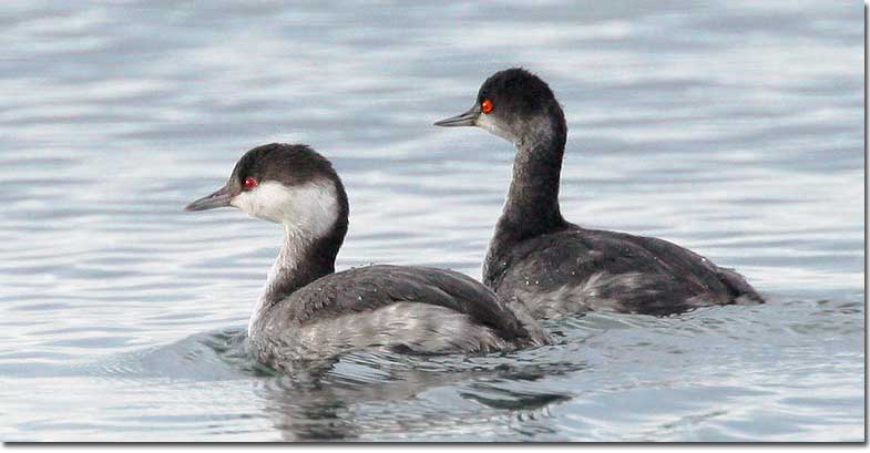 Horned and eared grebes