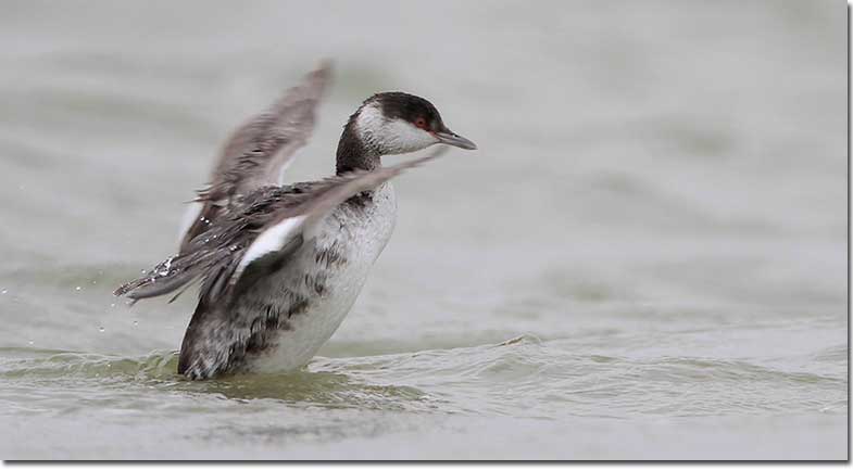 Horned Grebe in winter plumage wing flap