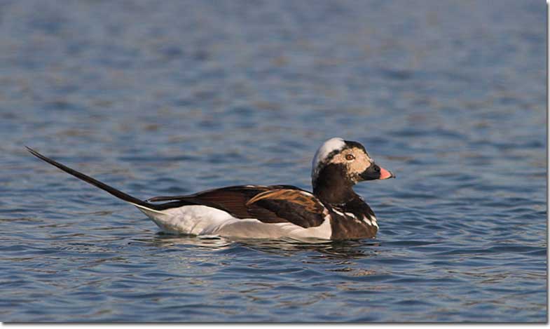 Male Long-tailed Duck