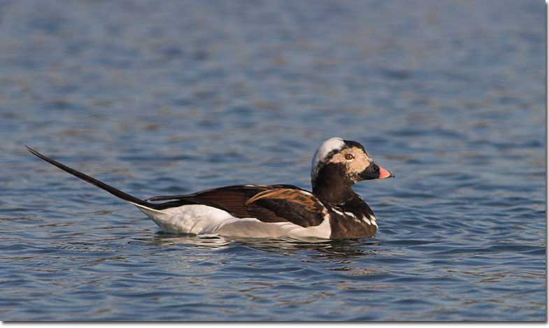 Ducks and other waterfowl species belong to the Anatidae family