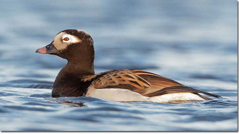 Male Long-tailed Duck