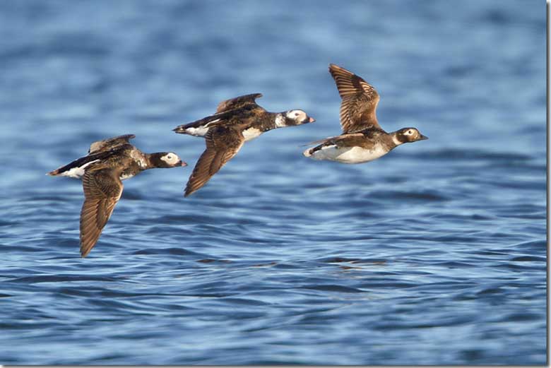 Male Long-tailed Duck in flight