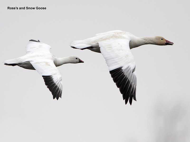 Ross's and Snow Goose