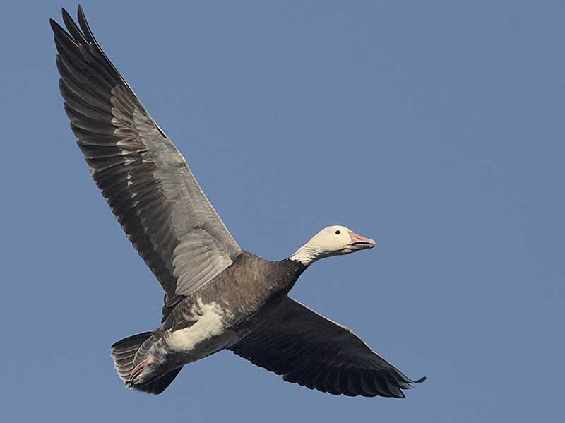 Snow goose, dark phase in flight