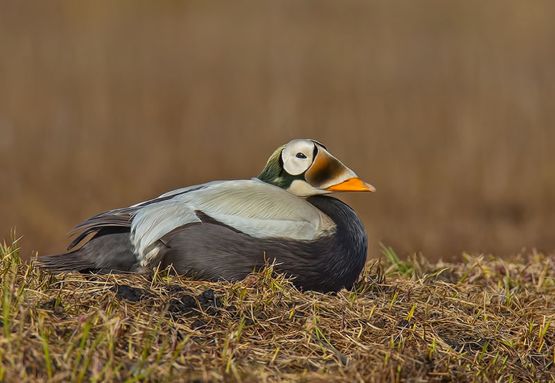 Male Spectacled Eider from the side
