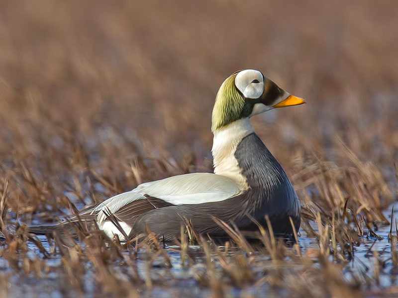 Male Spectacled Eider