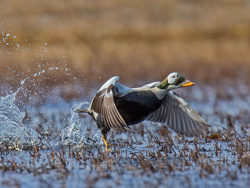 Spectacled Eider on take off