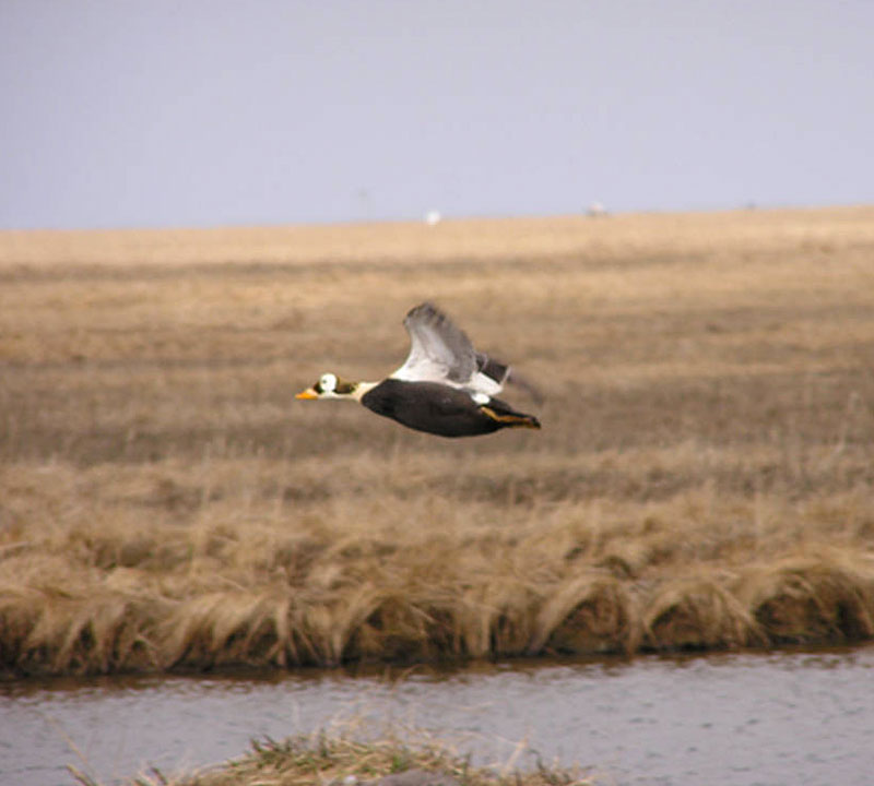 Male Spectacled Eider in flight