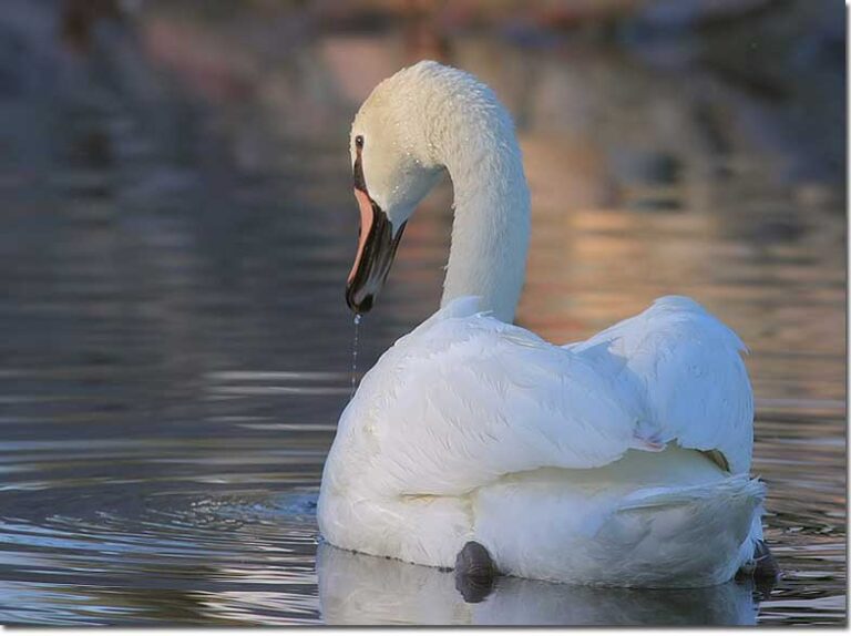 Swan Symbolism & Meaning Everything We Know
