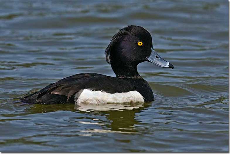 male tufted duck
