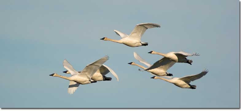 Trumpeter Swans in flight