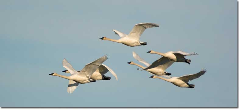 Trumpeter Swans in flight Trumpeter Swans in flight