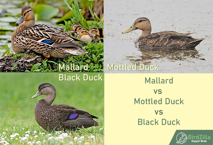 Mallard vs Mottled Duck vs Black Duck