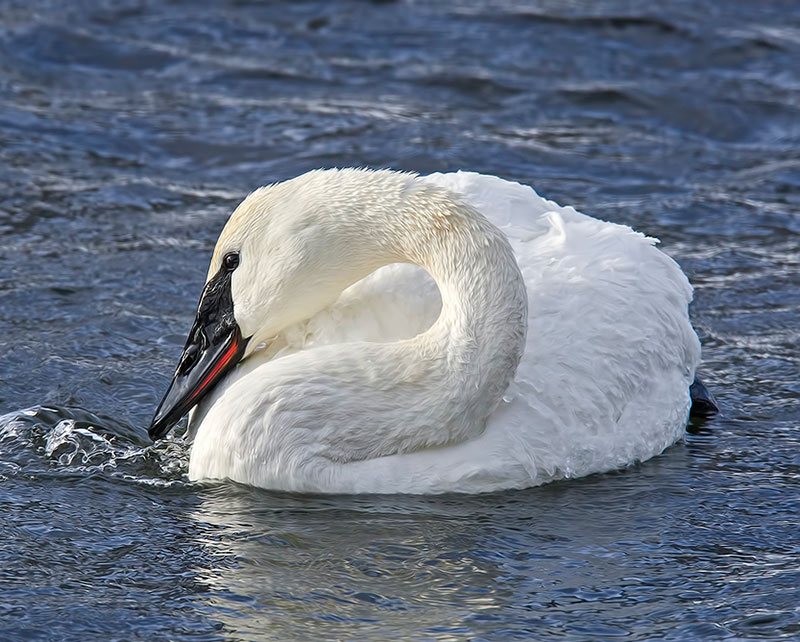 Swans have a different approach to feeding