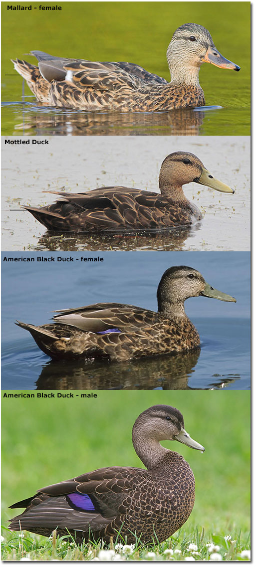 comparison of mallard, mottled and black ducks