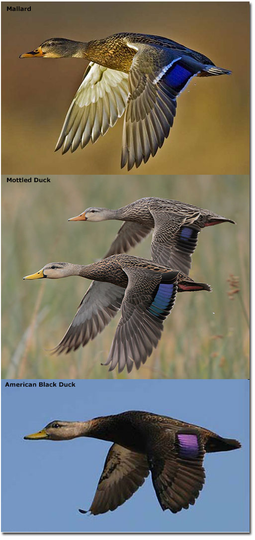 comparison of mallard, mottled and black ducks