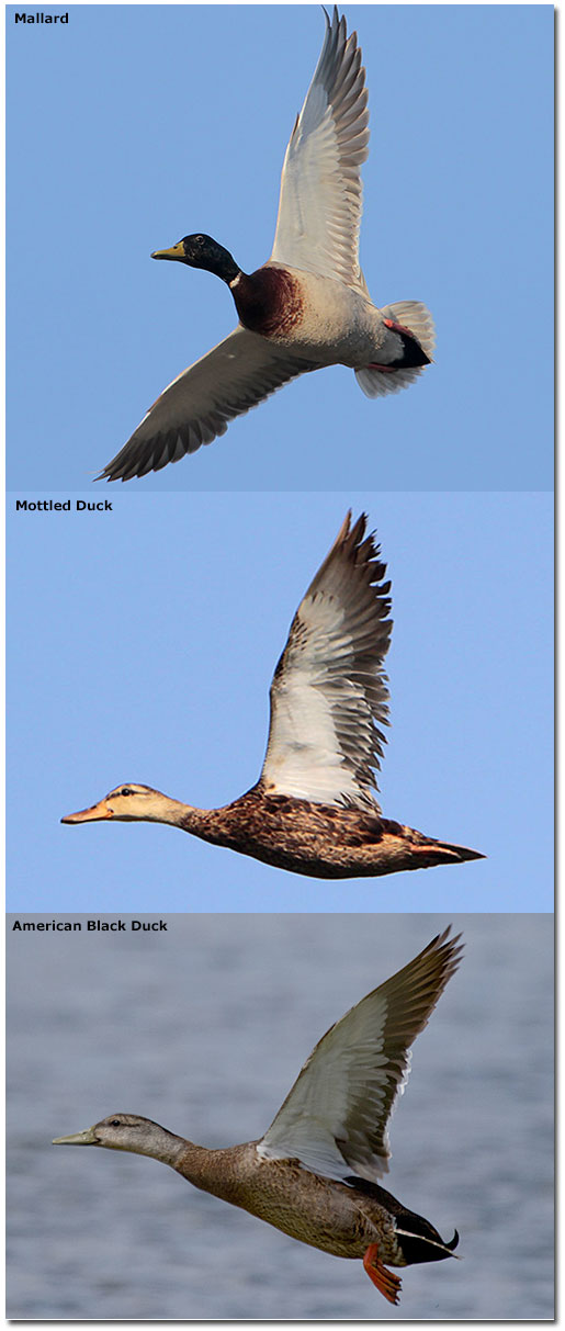 comparison of mallard, mottled and black ducks