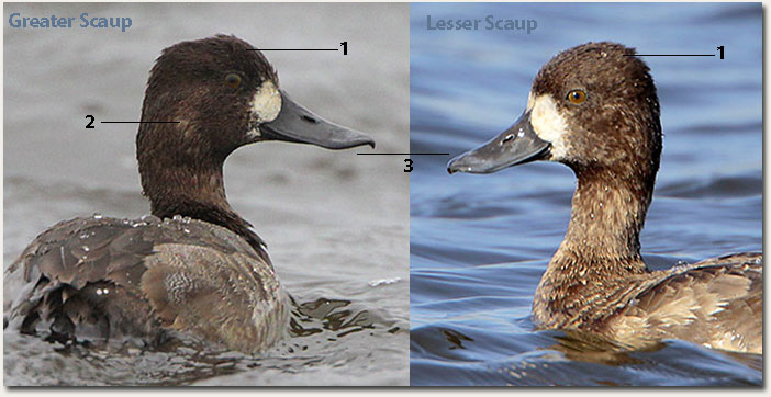 Comparison of Greater and Lesser Scaup