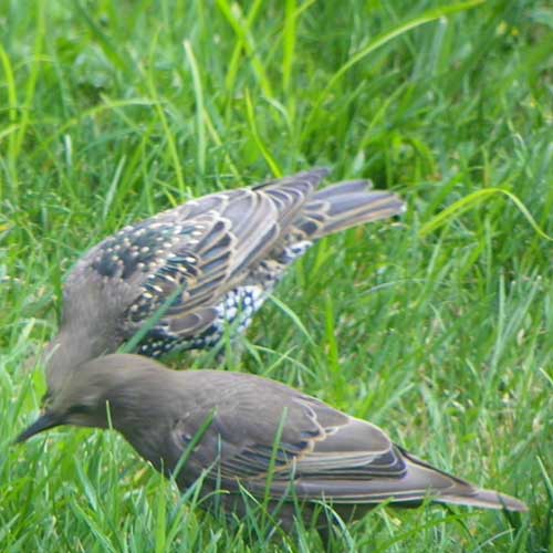 European Starling in winter plumage